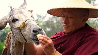 A Buddhist short film based on a story by Dzongsar Jamyang Khyentse Rinpoche [upl. by Rhoda207]