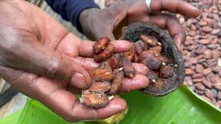 HOW COCOA IS MADE VISIT TO GHANAIAN COCOA FARM 🌱 [upl. by Ladin]