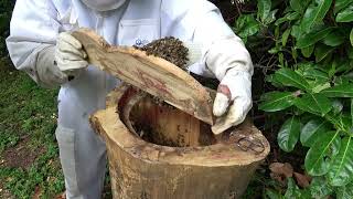 A lintérieur de la ruche tronc 2 partie de linstallation dun essaimInside the trunk hive [upl. by Anilet]