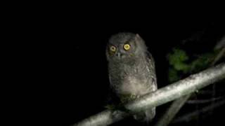 Western ScreechOwl juvenile [upl. by Downes]