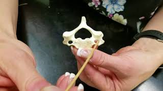 Lab Video Vertebrae [upl. by Samala394]