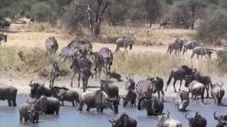 Peak Hour at the Waterhole  Tarangire National Park [upl. by Sivrat187]