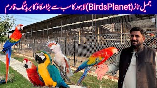 Visited at Jamil Naz Birds Planet Macaw Breeding Farm in Lahore Pakistan Scarlet MacawCockatoos [upl. by Eceerehs]