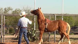 How To Start a Two Year Old Horse Without A Roundpen [upl. by Atiroc852]