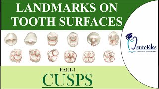 Landmarks on tooth surfaces Part1 CUSPS  Dental Terminology  Tooth landmarks  Dental Anatomy [upl. by Koziarz897]