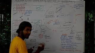 CELL SIGNALING PART 27The mechanism of GPCR signaling pathway or GPCR cAMP PKA signaling pathway [upl. by Gairc]