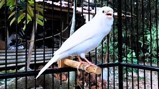 Waterslager Canary Singing Training [upl. by Jo-Anne448]