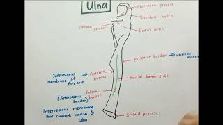 Anatomy of Ulna [upl. by Milks]