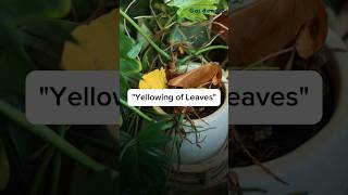 How to take care of yellowing of leaves gardenup plants [upl. by Ueih]