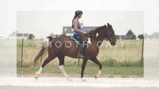 Spotted Saddle horse learns smooth gait [upl. by Eseeryt]