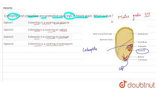 Coleoptile and coleorhiza are protective coverings in Maize grain Which is true [upl. by Nella]