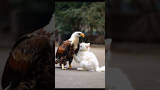 White necked eagle playing a cute cat Loves 💕😘 animal motionzoolandeagleanimallandlionworld🦅🦅🦅 [upl. by Kerman]