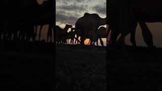 Chalbi desert in the northern part of kenya  desert safari [upl. by Schaeffer]