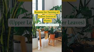 Why PLANT leaves turning YELLOW  Reasons for Yellowing of Plant I Save Dying Plant  shorts [upl. by Eslud]