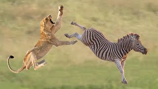 Amazing Lion Vs Zebra Zebra Sparkede En Stolthed Af Løven For At Redde Kammerater Lion Hunting Fai [upl. by Mw50]