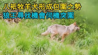 八只牧羊犬形成包圍之勢，狼王尋找機會伺機突圍，牧羊犬與棕熊的緊張對峙，狼調虎離山抓羊，牧羊犬火速應戰 [upl. by Assiral807]