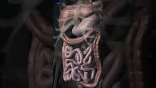 Digestive system Organs  Medical animation 🩺 [upl. by Eldoree471]