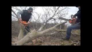 Walnut tree felling with ZID TAJGA 245 amp OLEO  MAC 937 chainsaw  láncfűrész [upl. by Neerod123]