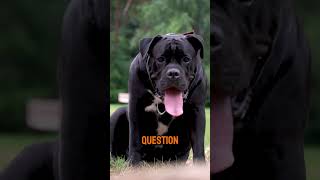 Will you be a Cane Corso dog friend [upl. by Nnahtur169]