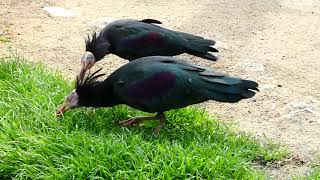 Waldrapp Tiergarten Zoo Schönbrunn Wien Österreich [upl. by Aihsram279]