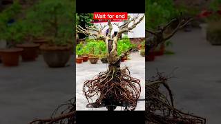 Repotting pine bonsai plant ✂️ shorts [upl. by Nannette43]