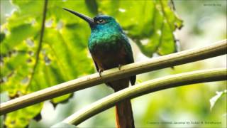 Copperychested Jacamar Call [upl. by Fairman]