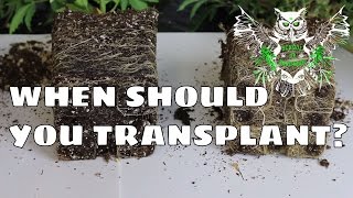 When Should You Transplant For an Increased Yield  Know When Your Plant is Rootbound [upl. by Jessica]