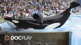 Blackfish  Official Trailer  DocPlay [upl. by Bucella]