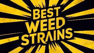 The Best Marijuana Strains for Creativity and Productivity  Derek Murphy [upl. by Macfadyn857]