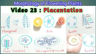 Placentation Types  Full topic  Morphology of Flowering Plants  for NEET AIIMS JIPMER CET [upl. by Anitsirhk]