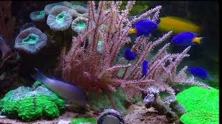 Chrysiptera parasema and Chrysiptera springeri in a reef aquarium [upl. by Hinson]