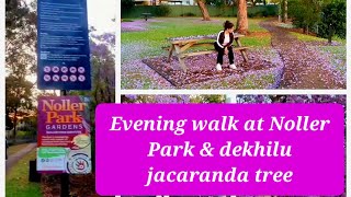 Evening Walk at Noller Park  Jacaranda season [upl. by Oregolac]