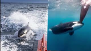 Orcas greifen Segelyacht in schockierendem Vorfall in der Straße von Gibraltar an und versenken sie [upl. by Aleahcim960]