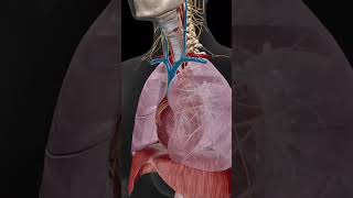 Anatomy of the Nerves of Breathing 🫁 Popular Sciencepopularscience anatomy [upl. by Schonfeld528]