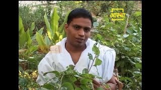 Health Benefits of Celastrus मालकांगनी  Acharya Balkrishna [upl. by Joscelin]