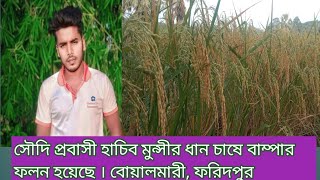 ফরিদপুরের বোয়ালমারিতে ধান চাষে বাম্পার ফলন হয়েছে। BOALMARI TODAY 21 [upl. by Keisling]