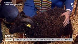 ANIMAUX  Le mouton dOuessant le plus petit du monde [upl. by Hildebrandt754]