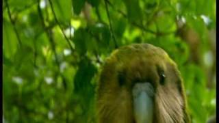 Stephen Fry watches as wildlife copresenter gets shagged by a rare parrot [upl. by Aenil]