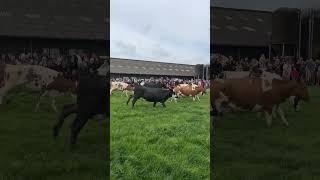 Koeiendans bij Boerderijwinkel Zevenbergen in Piershil [upl. by Christianson784]