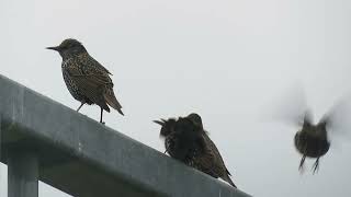 Common Starling Sturnus vulgaris Landtong Rozenburg ZH the Netherlands 10 Nov 2024 15 [upl. by Fulton869]