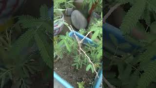 sami plants bhaut he bhagayasali hota hashortvideo gardening youtubeshorts [upl. by Adnar]