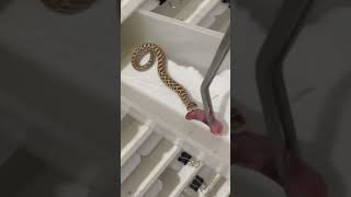 Western Hognose Feeding Strike pet snake animal wildlife petlover snakevideo reptiles reels [upl. by Alby209]