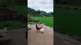 Ayam kampungshots animals nature [upl. by Ahsiemac559]