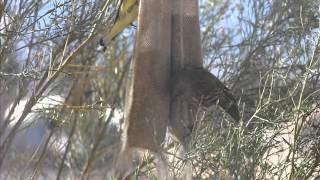 House Finches and Goldfinches [upl. by Beauvais]