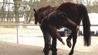 Equitation éthologique  Comment éduquer un cheval a donner les sabots [upl. by Pyotr891]