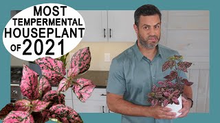 Houseplant Trends 2021 Most Tempermental The Polka Dot Plant Hypoestes Phyllostachya Care  Tips [upl. by Robers181]