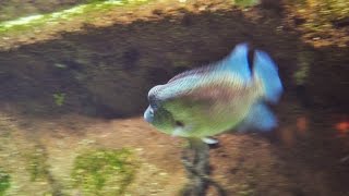 Gigantic Dovii 24 inches TFPs cichlids Amazonia Exhibit [upl. by Hedwiga94]