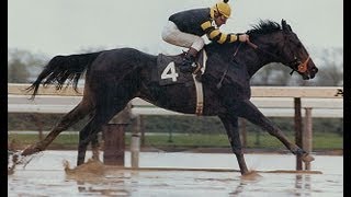 Seattle Slew  Full Documentary [upl. by Kalie]