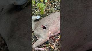 BEAST Broadhead’s ENTRY HOLE 🤯😳 by Jesse Richard beastbroadheads broadhead archery [upl. by Lessur]