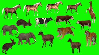 Green Screen Animals Video  Green Screen Animal VideoGreen Screen AnimalsGreen Screen Animal [upl. by Richardo715]